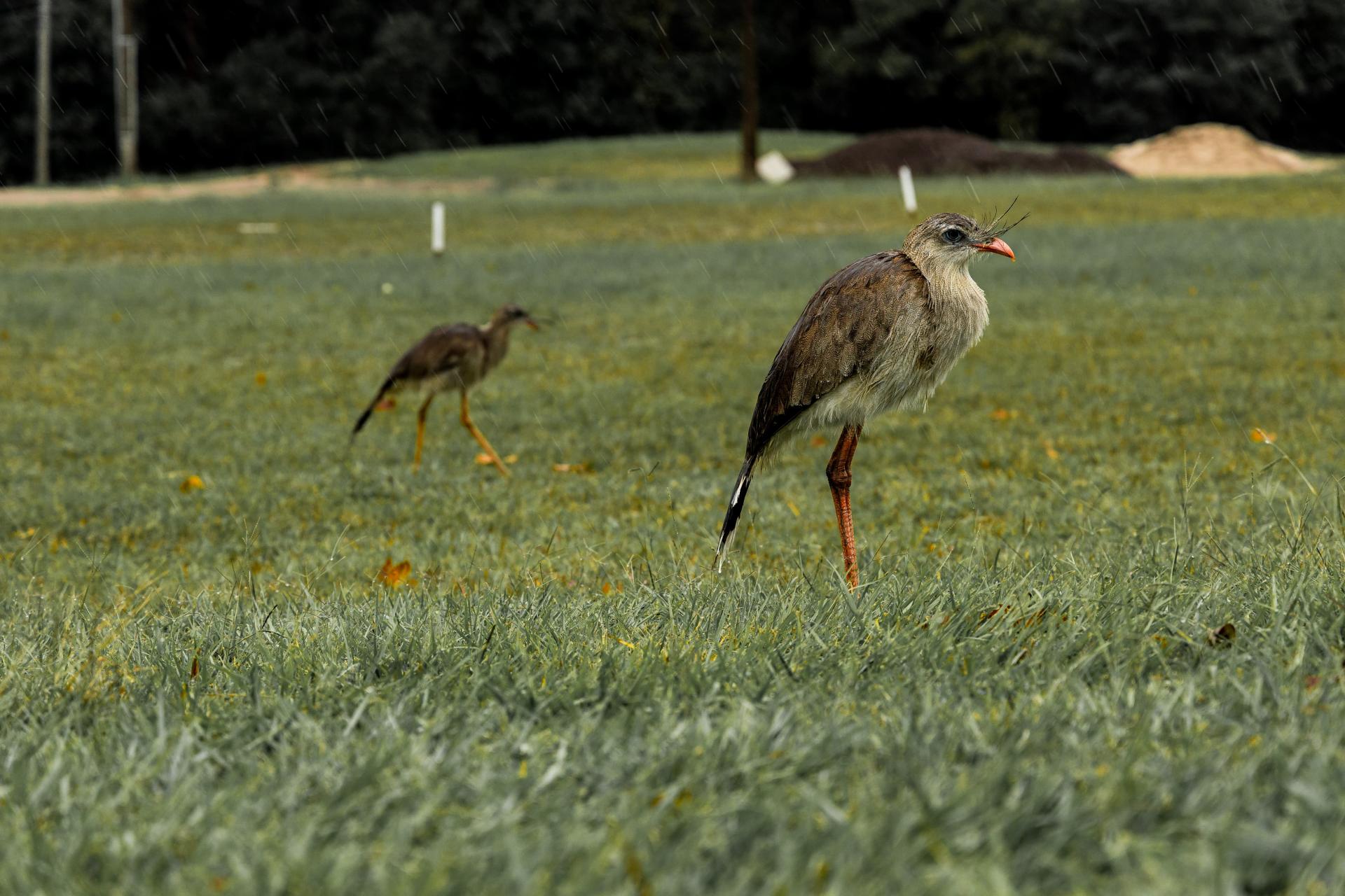 Descrição: Fotografia na horizontal colorida de duas seriemas na grama. As aves têm bicos e pernas vermelhas, penas morrons, crista com tufos e cílios grandes.