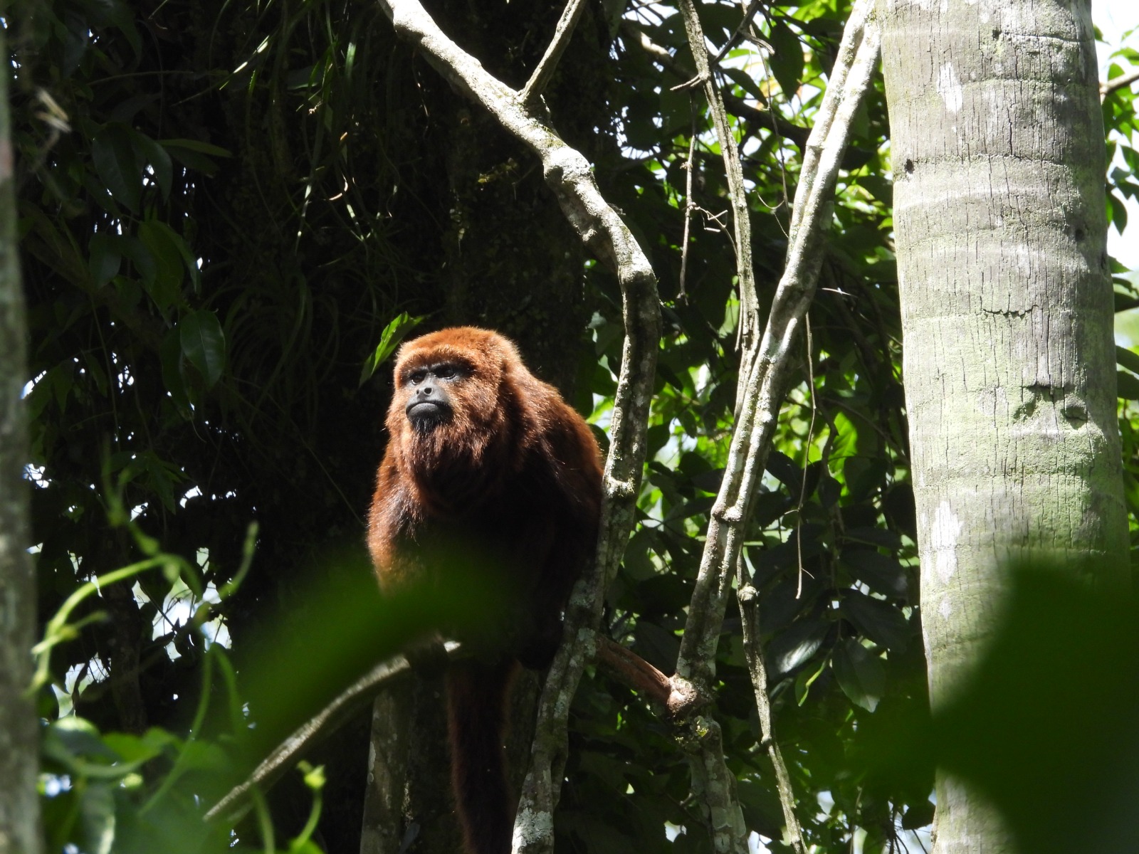 A fotografia é horizontal e colorida. A figura central é um bugio- ruivo, que está no galho de uma árvore. O animal, de pelagem marrom-avermelhada densa, olha fixamente para a frente, com expressão séria. O fundo da imagem é constituído por um tronco, à direita, e folhas verdes desfocadas.