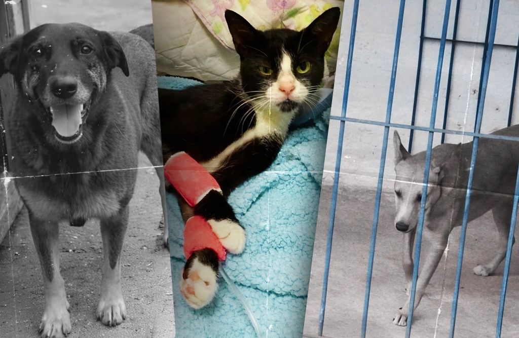 Montagem horizontal e colorida composta por três fotografias lado a lado, separadas por cortes diagonais. À esquerda, em preto e branco, um cachorro de porte médio aparece de frente, com a boca aberta e expressão amigável, em um ambiente externo. No centro, em cores, um gato preto e branco está deitado sobre cobertores, com as patas enfaixadas em rosa e um tubo conectado, indicando atendimento veterinário; ele olha diretamente para a câmera com expressão alerta. À direita, também em preto e branco, um cachorro de pelagem clara está atrás de grades verticais, com a cabeça levemente baixa, em um espaço que sugere confinamento. A montagem cria contraste entre cuidado, abandono e restrição