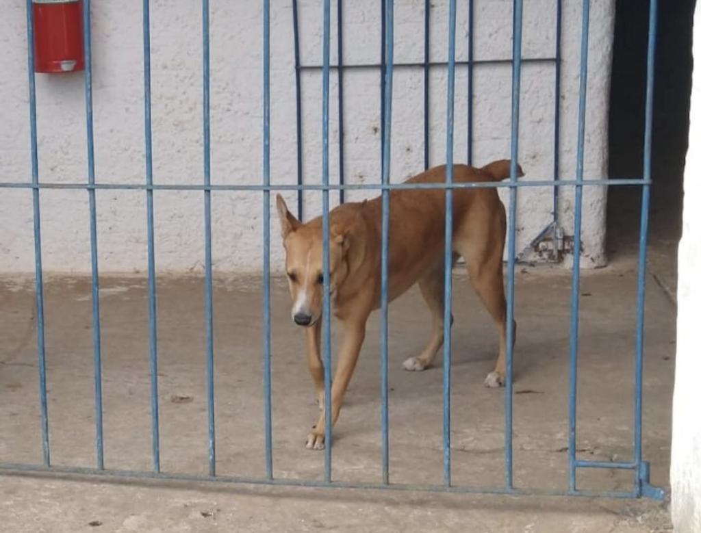 Foto horizontal e colorida de um cachorro de porte médio, com pelagem marrom clara e branca, está dentro de um espaço cercado por grades verticais azuis. Ele aparece em pé, com o corpo levemente inclinado para frente e a cabeça baixa, olhando em direção ao chão. O ambiente parece um canil ou área externa cimentada, com paredes claras ao fundo. Há uma abertura escura à direita que pode ser uma porta ou abrigo. Na parte superior esquerda da imagem, vê-se um objeto vermelho fixado na parede, possivelmente um extintor ou recipiente. A cena transmite sensação de confinamento.