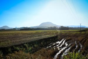 Foto horizontal colorida mostra uma lavoura de arroz após a colheita, com marcas de pneus e pequenos canais de água atravessando o solo. Ao fundo, aparecem montanhas cobertas por vegetação sob um céu azul claro com poucas nuvens.