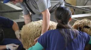 450x250-crop-50-images_fotos_ruminantes_-_b4_f3