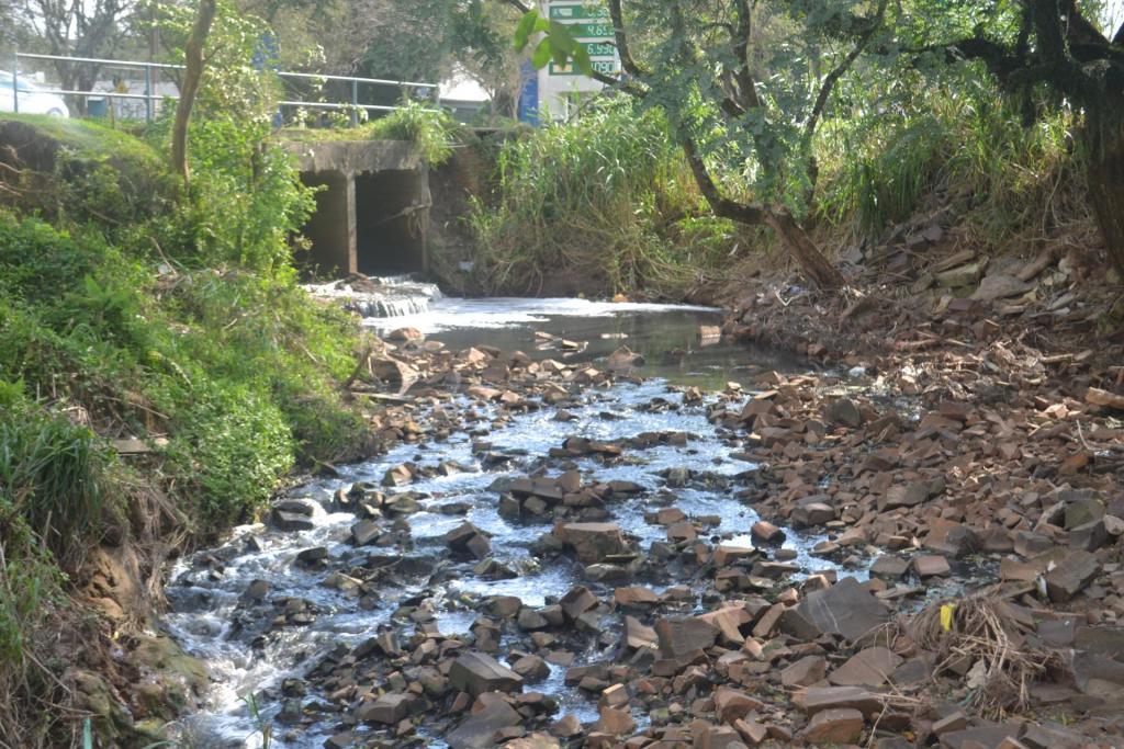 Fotografia horizontal e colorida da sanga Lagoão do Ouro. A fotografia está em plano aberto, tirada em um ângulo de baixo para cima, com destaque para as águas e as pedras do córrego. A sanga está entre um corredor de árvores e vegetação. No lado esquerdo da imagem, uma encosta verde e arborizada que se eleva até uma ponte de concreto, que está por cima da sanga. No lado direito do córrego, há plantas rasteiras, pedras e arbustos ao longo das margens. Ao fundo da imagem, com leve desfoque, é possível ver árvores e prédios. A fotografia tem iluminação natural.